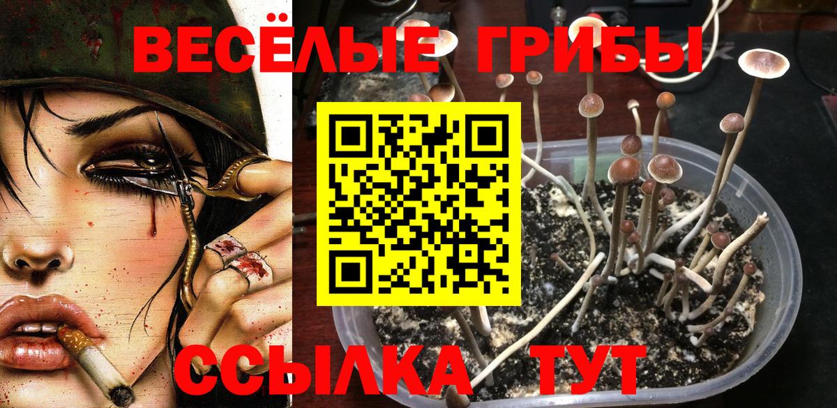 Северобайкальск  Псилоцибиновые грибы мухоморы  Вход с VPN 